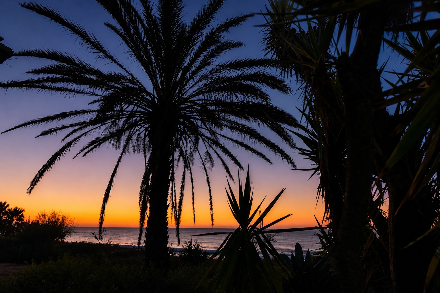 Palmensilhouetten in der Morgendämmerung über dem Meer